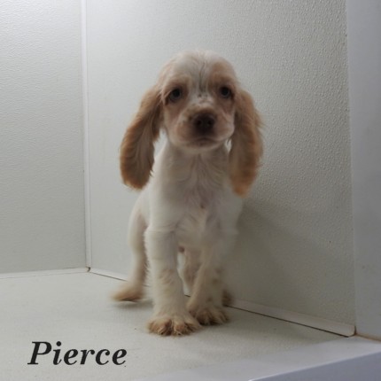 puppy, for, sale, Cocker Spaniel, Joe & Cherri  Overlease, dog, breeder, Miller, MO, dog-breeder, puppy-for-sale, forsale, nearby, find, puppyfind, locator, puppylocator, aca